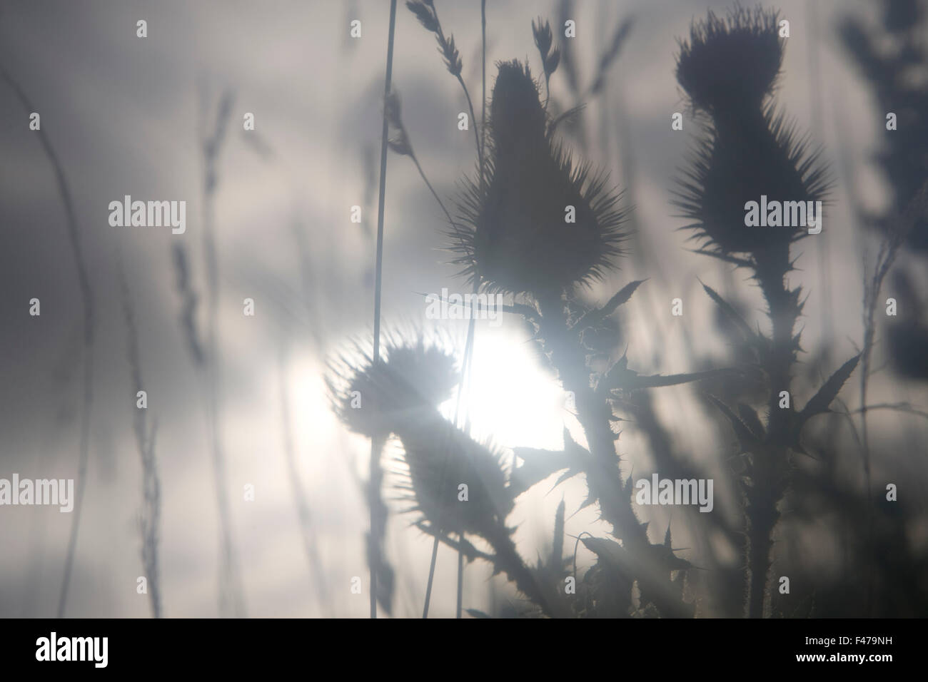 Plants against a hazy sunlight at dawn, Sverige. Stock Photo