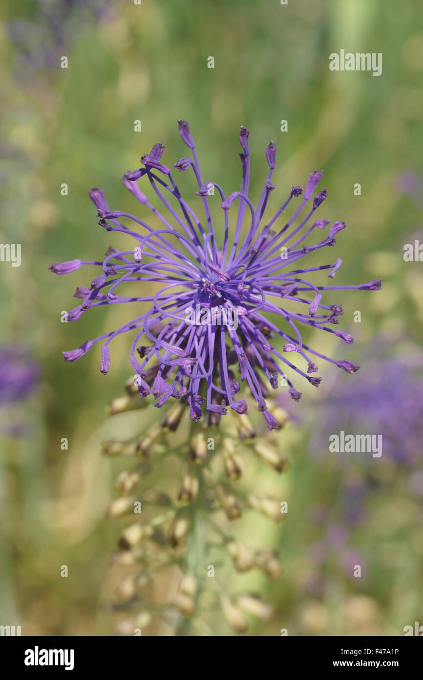 Tassel hyacinth Stock Photo Alamy