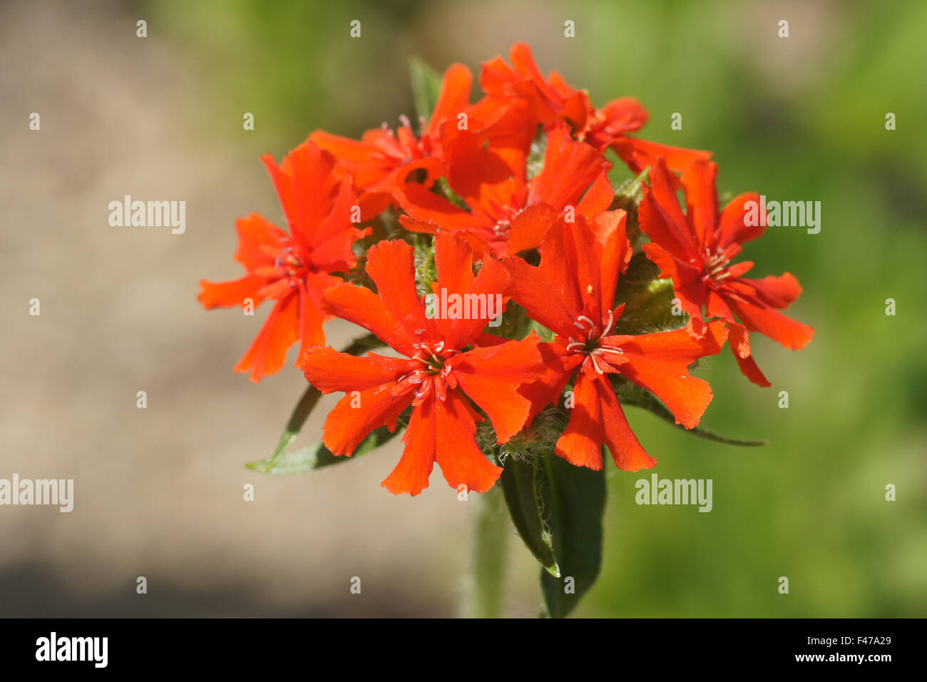 Burning love Stock Photo