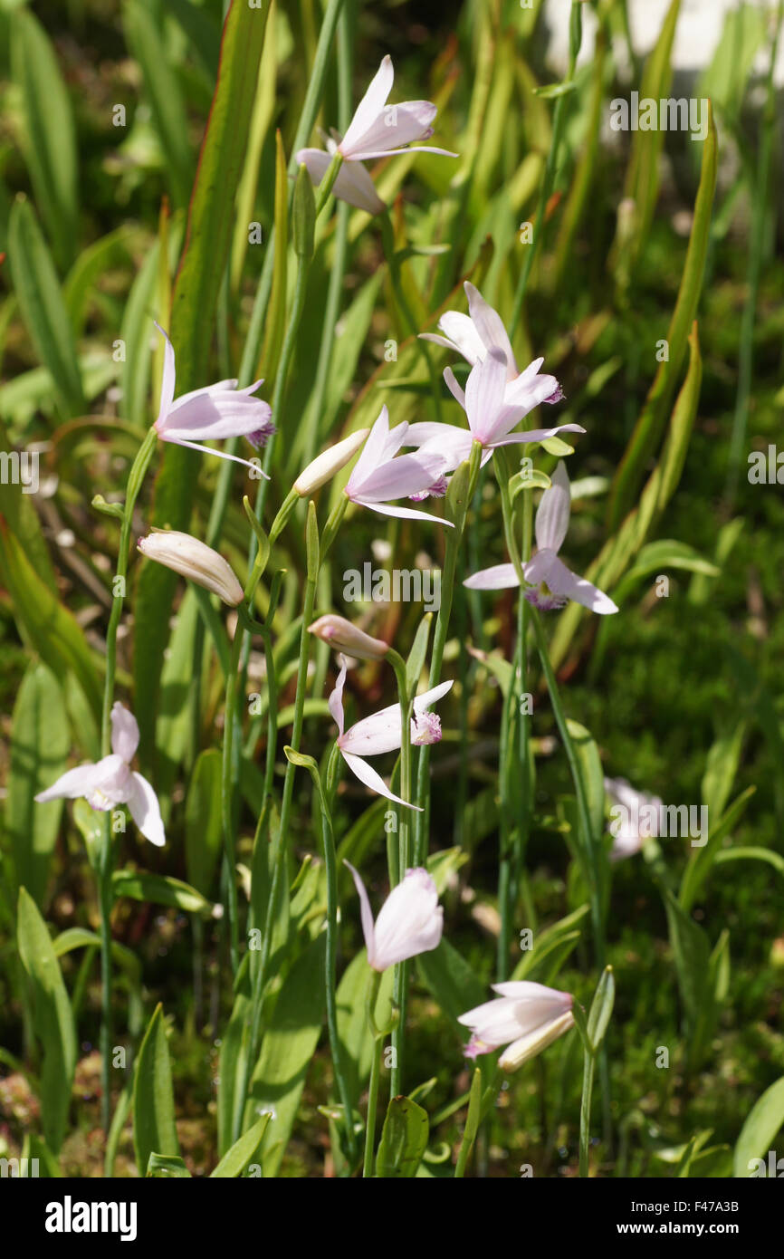 Rose pogonia Stock Photo