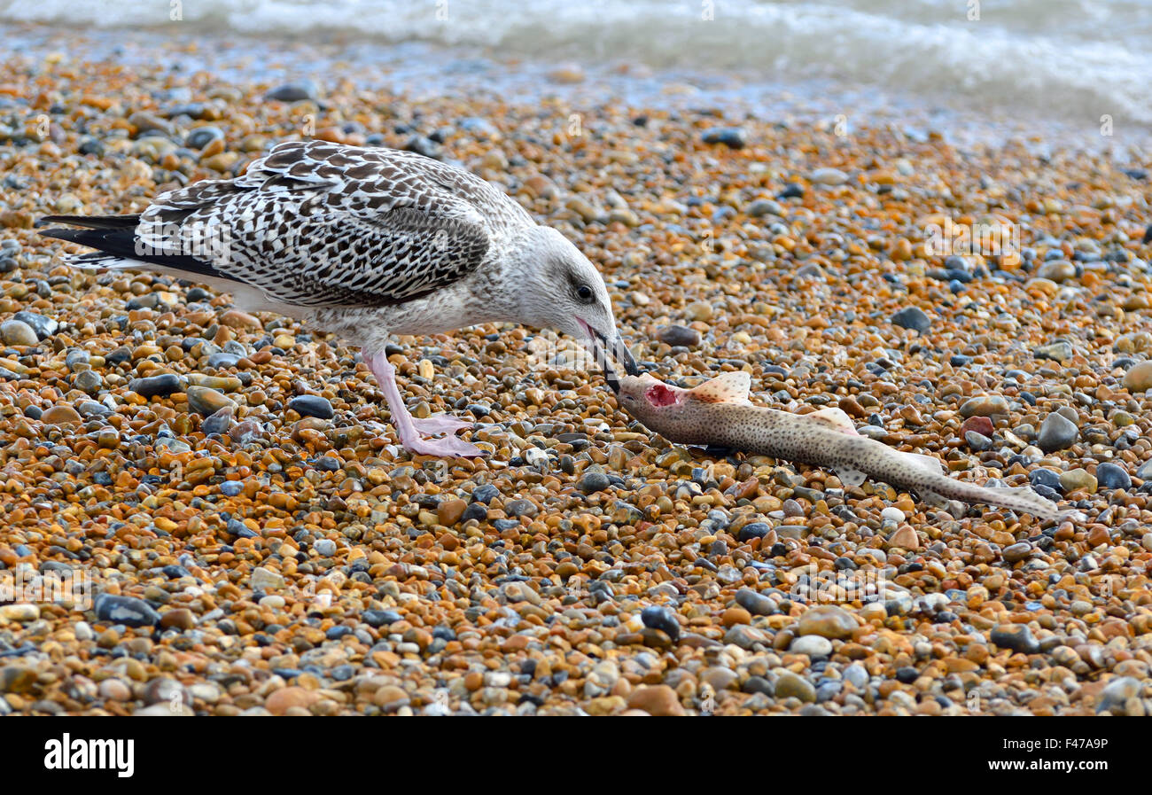 Young Herring Gull (Larus argentatus) eating a dead Lesser Spotted Dogfish or Small Spotted Catshark (Scyliorhinus canicula) on Stock Photo