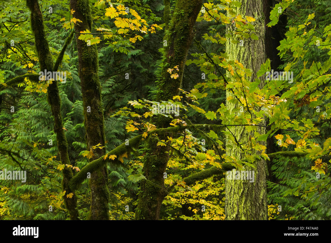 Temperate rainforest and maple-trees, Columbia River Gorge, Oregon, USA. Stock Photo