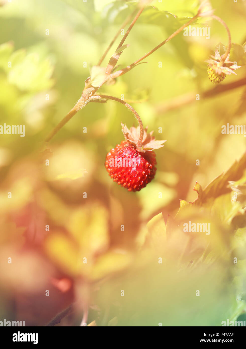 Delicious wild berry strawberry photographed close up Stock Photo