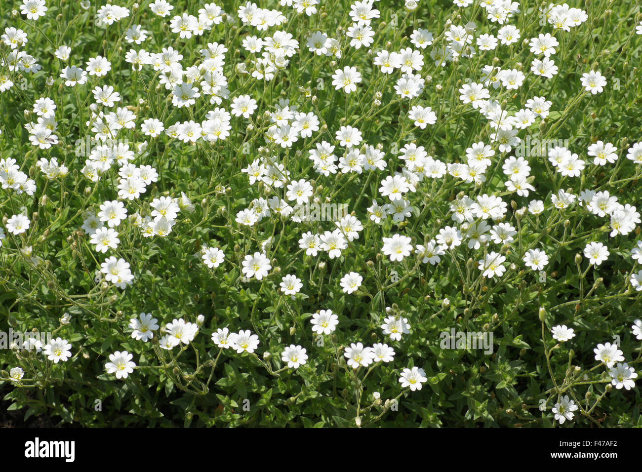 Alpine mouse ear chickweed Stock Photo