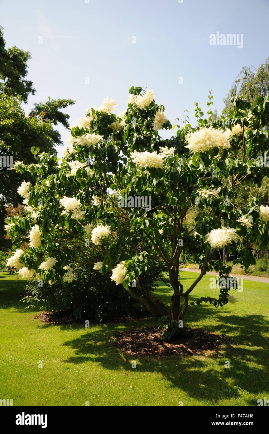 Japanese tree lilac Stock Photo Alamy