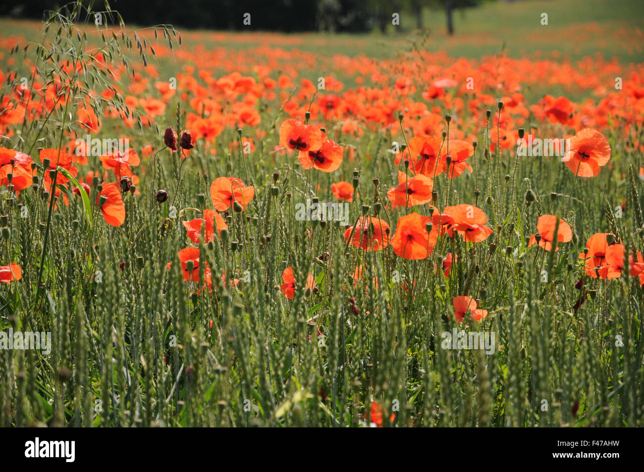 Dinkel wheat with poppies Stock Photo