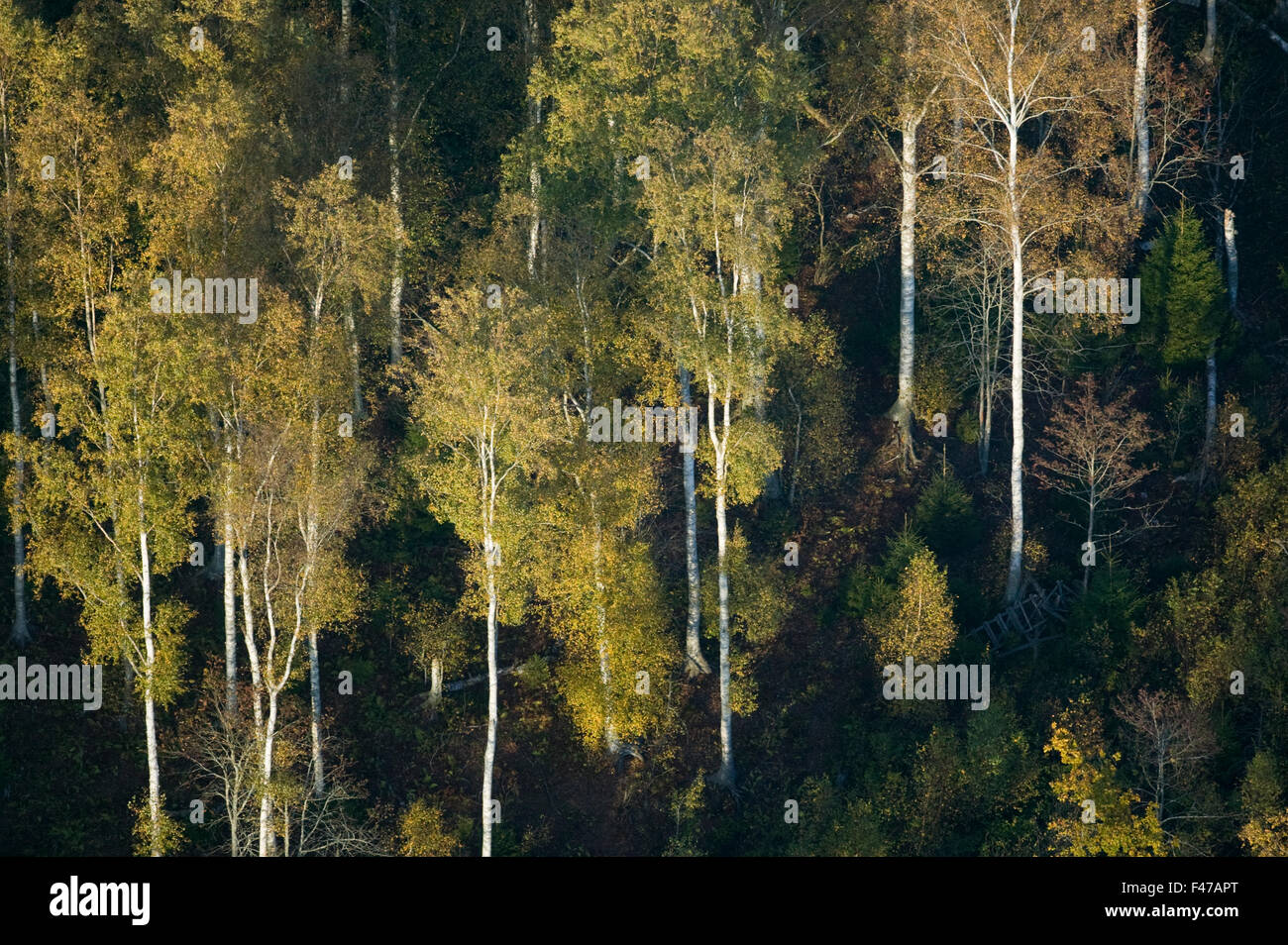 Trees in autumn tints, Narke, Sweden. Stock Photo