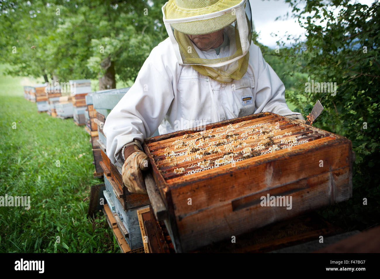 BEEKEEPING Stock Photo