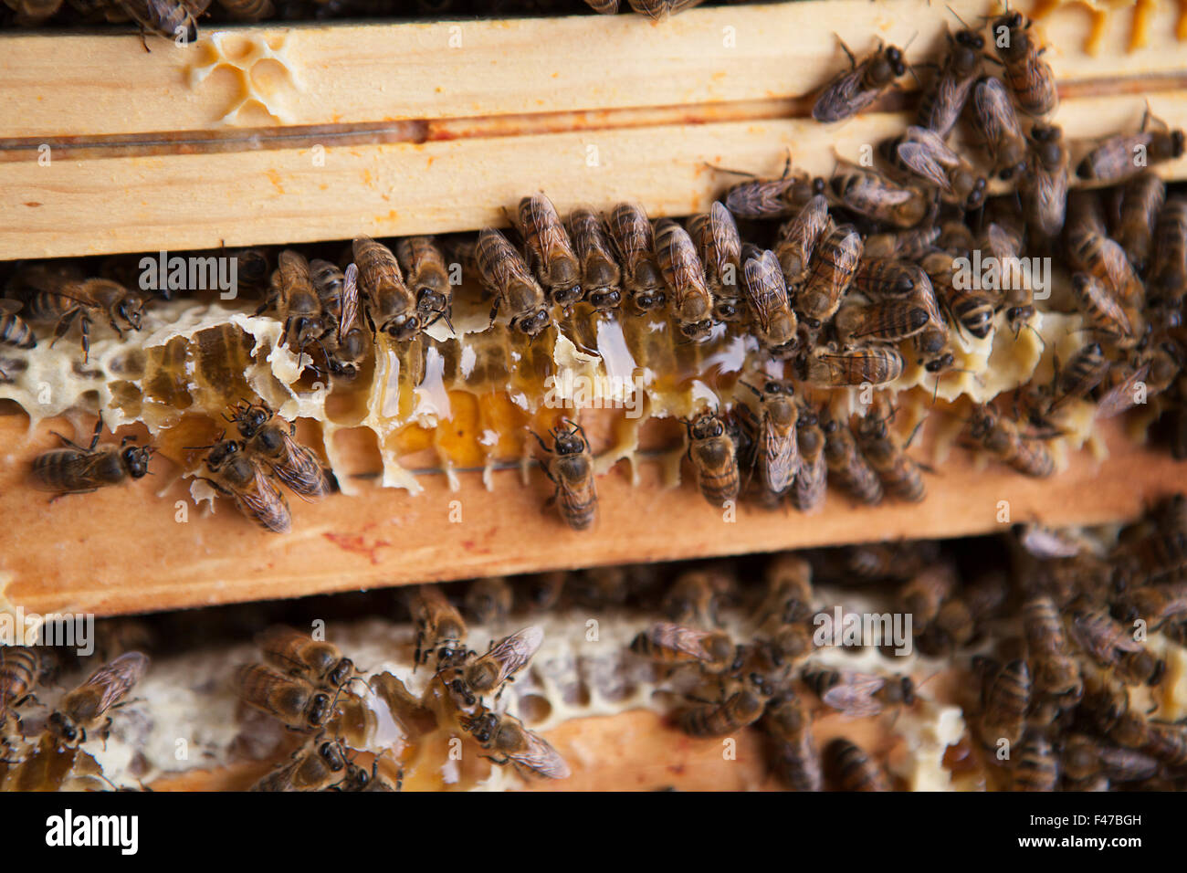 BEEKEEPING Stock Photo