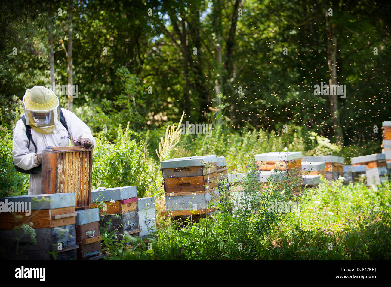 Apids hires stock photography and images Alamy