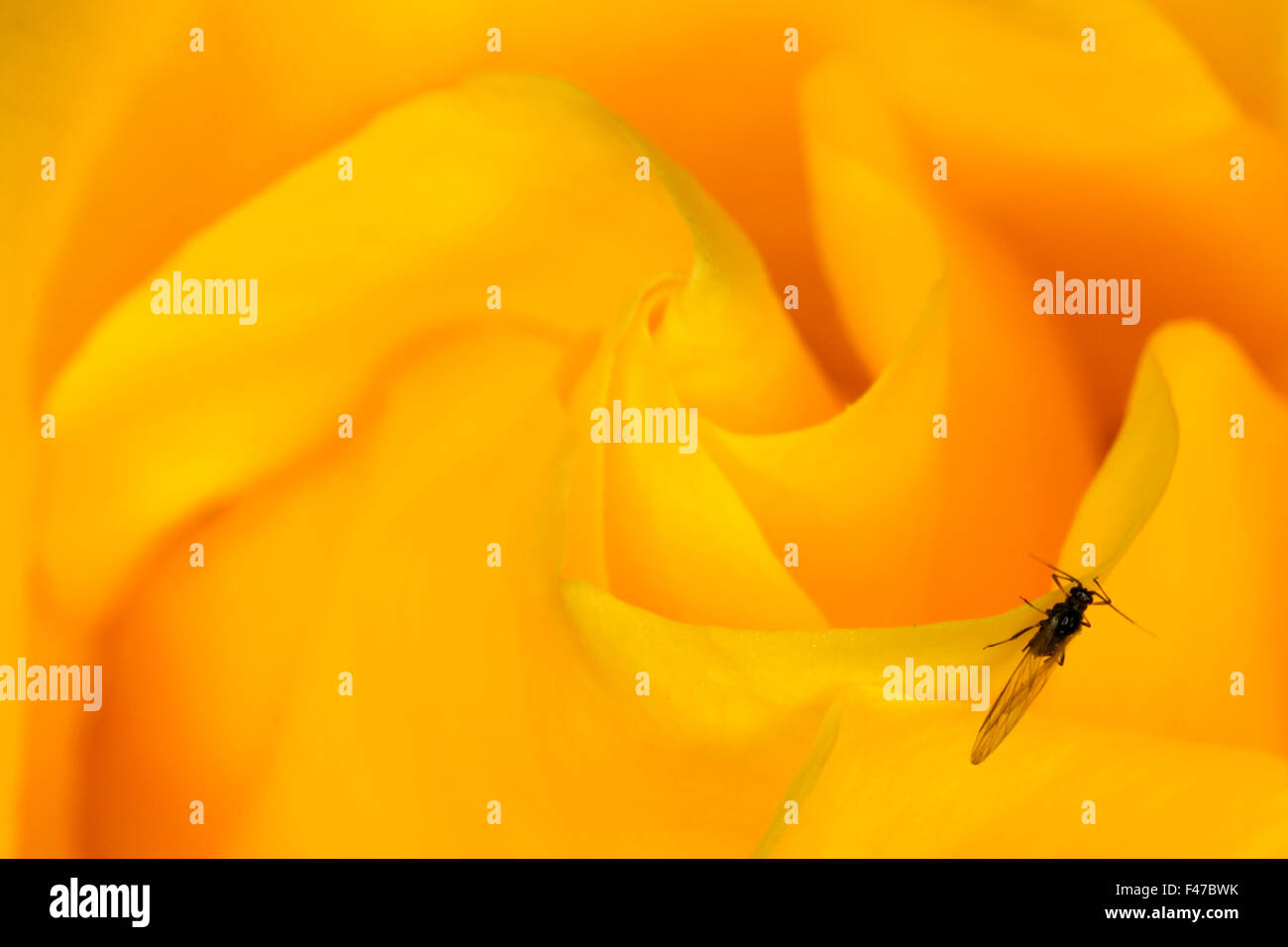A close-up of a green fly on a yellow rose, Sweden. Stock Photo
