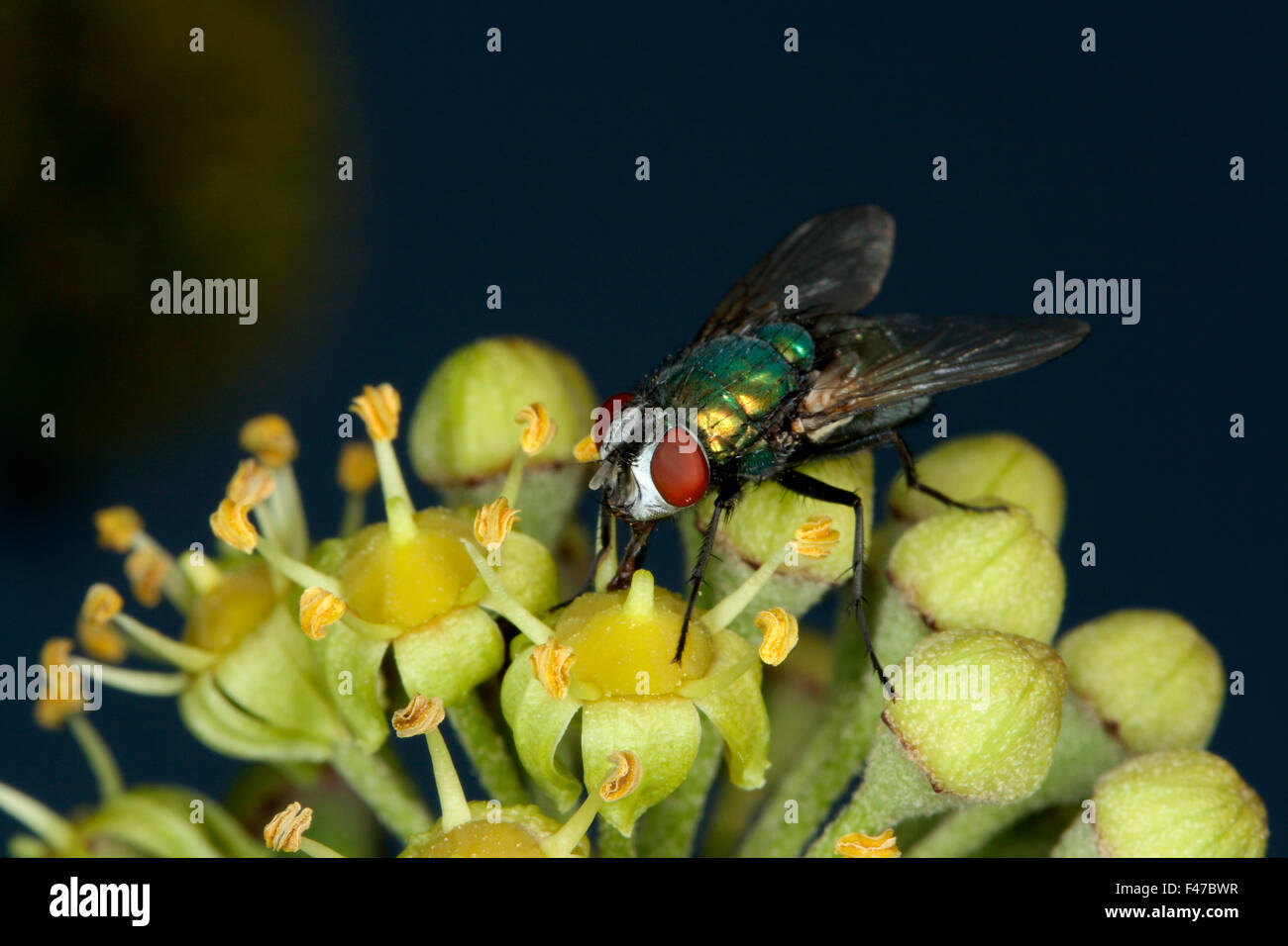 Close-up of a blowfly on a flower, Sweden. Stock Photo
