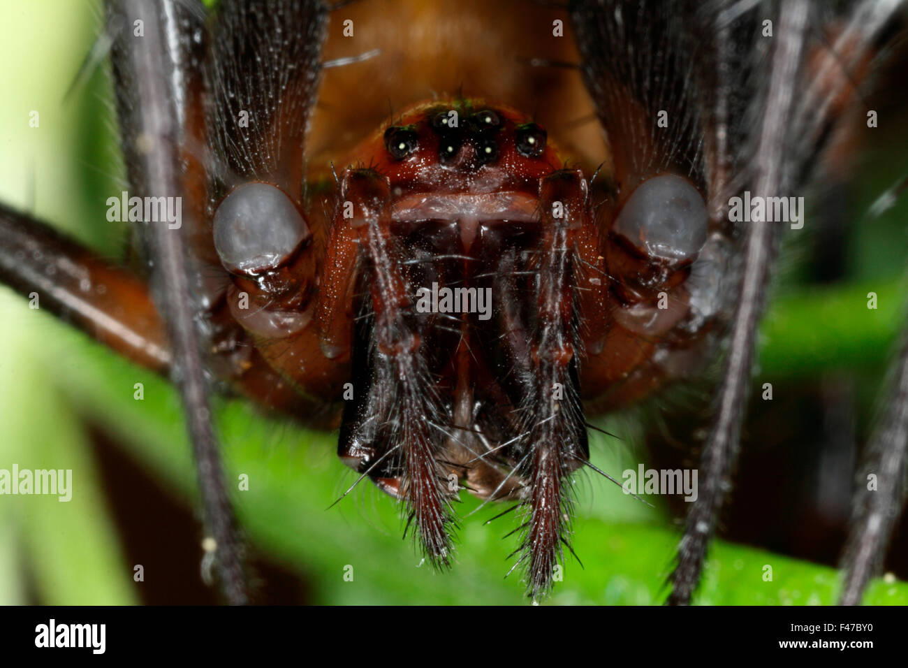 A European cave spider, close-up, Sweden. Stock Photo