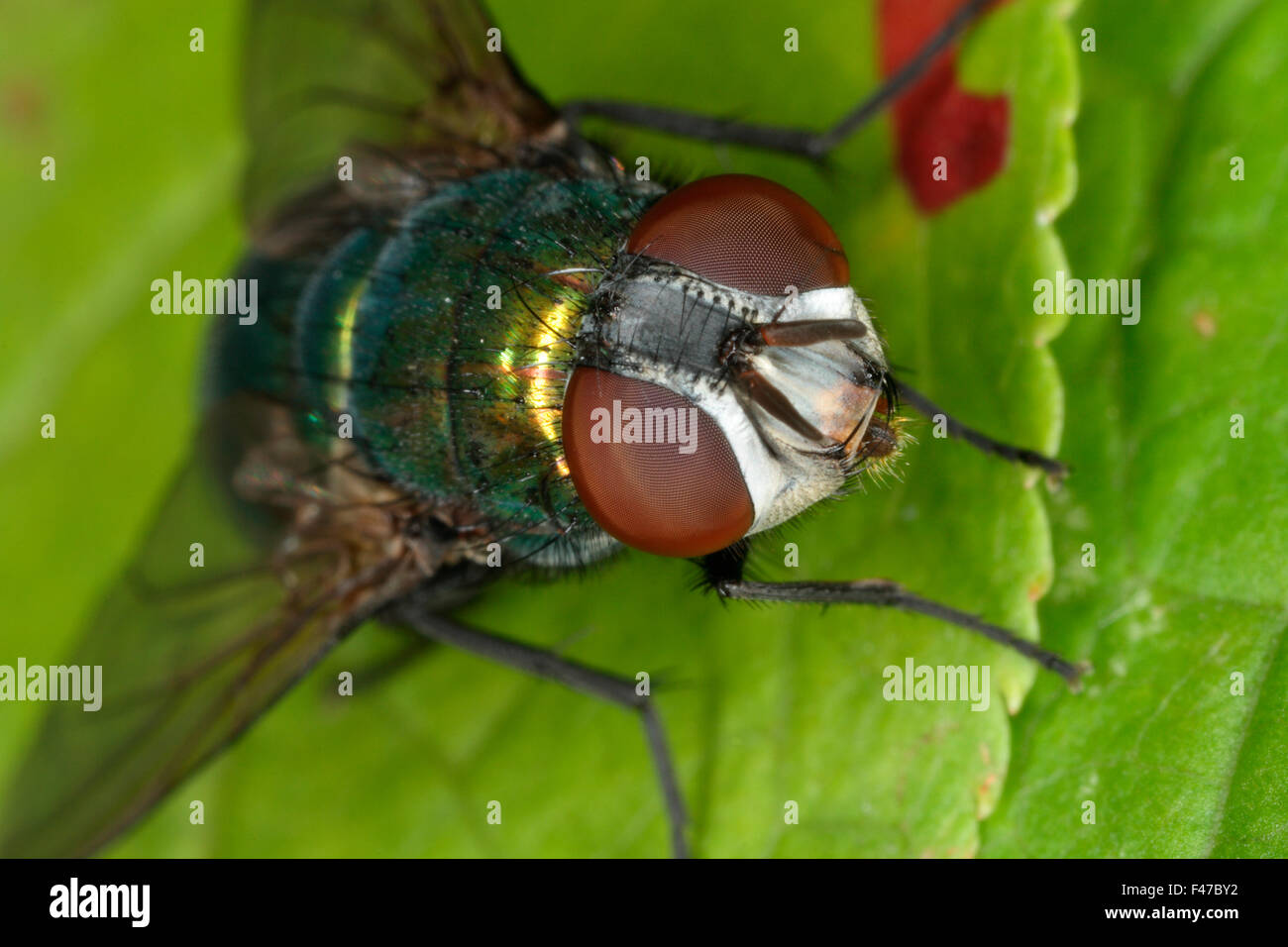 Green bottle fly, close-up, Sweden. Stock Photo