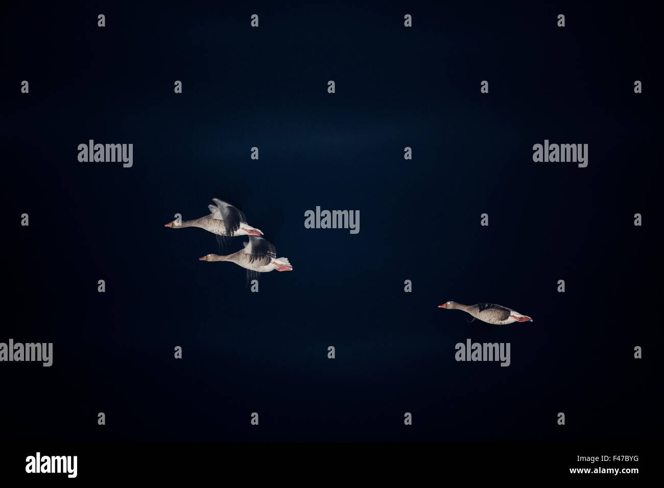 Geese flying in the night, Sweden Stock Photo Alamy