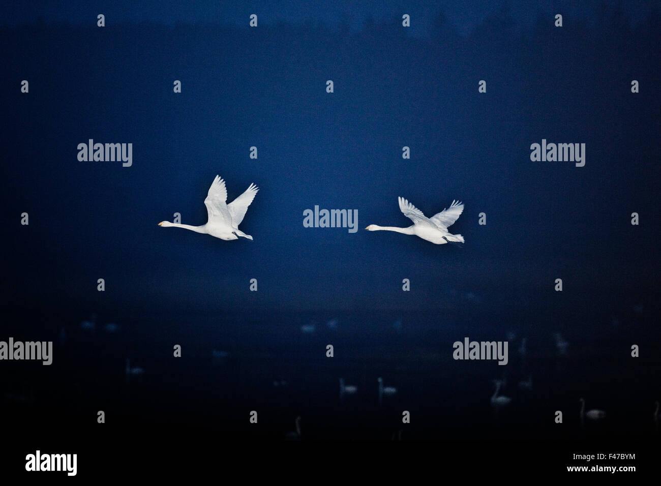 Swans flying in the night, Sweden. Stock Photo