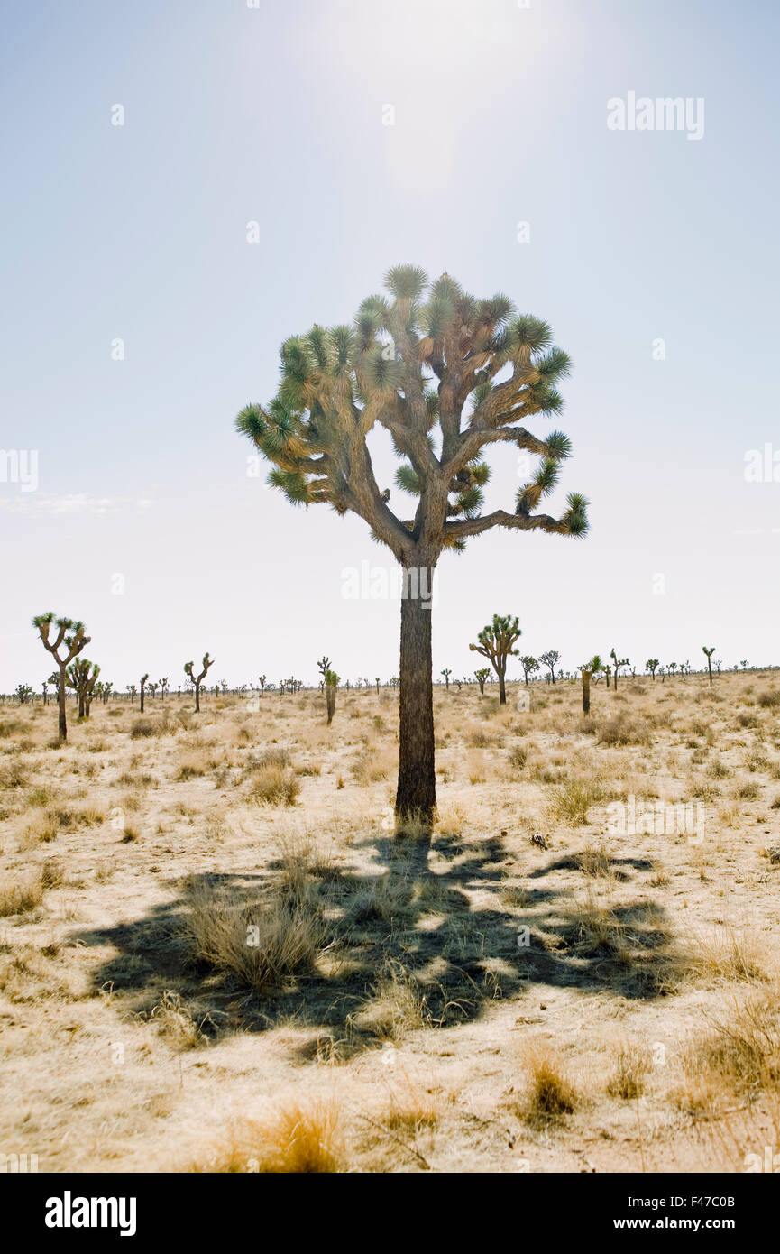 Joshua trees in desert landscape, USA. Stock Photo