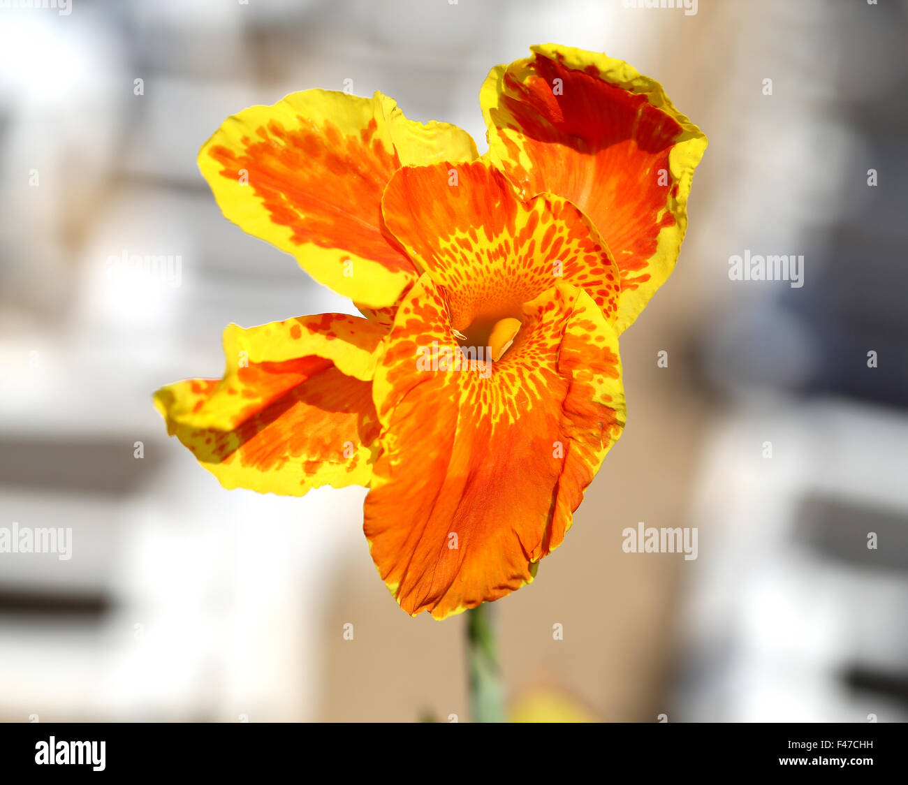 Beautiful red flower hi-res stock photography and images - Alamy