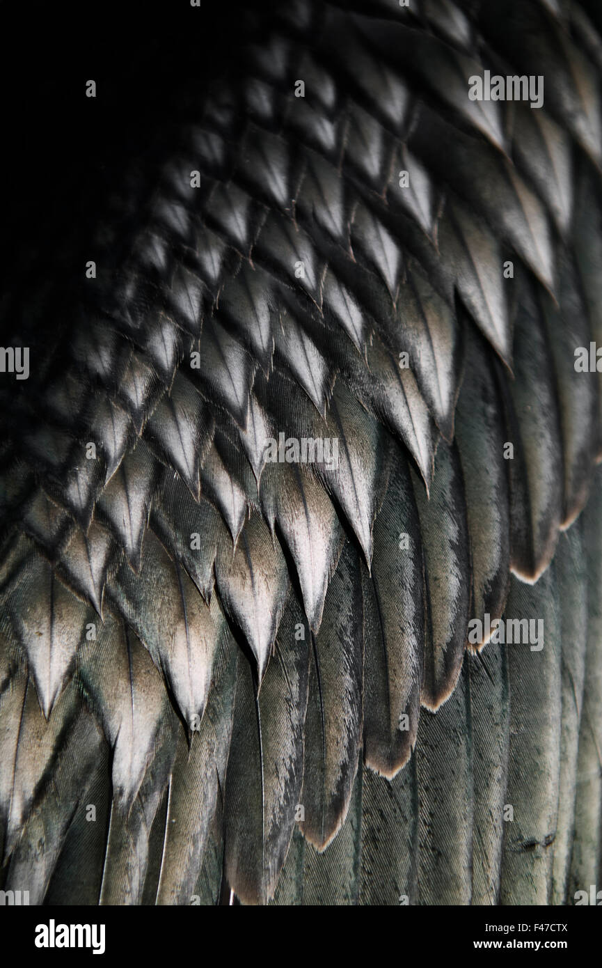 The wing of a cormorant, close-up, Sweden. Stock Photo