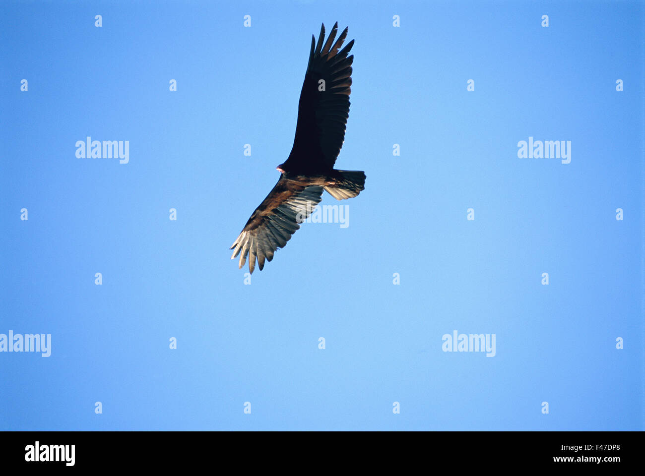 Flying bird in the sky hi-res stock photography and images - Alamy