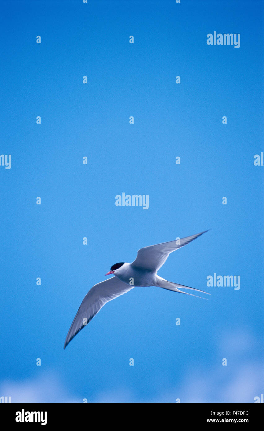 A sea swallow flying in the blue sky. Stock Photo