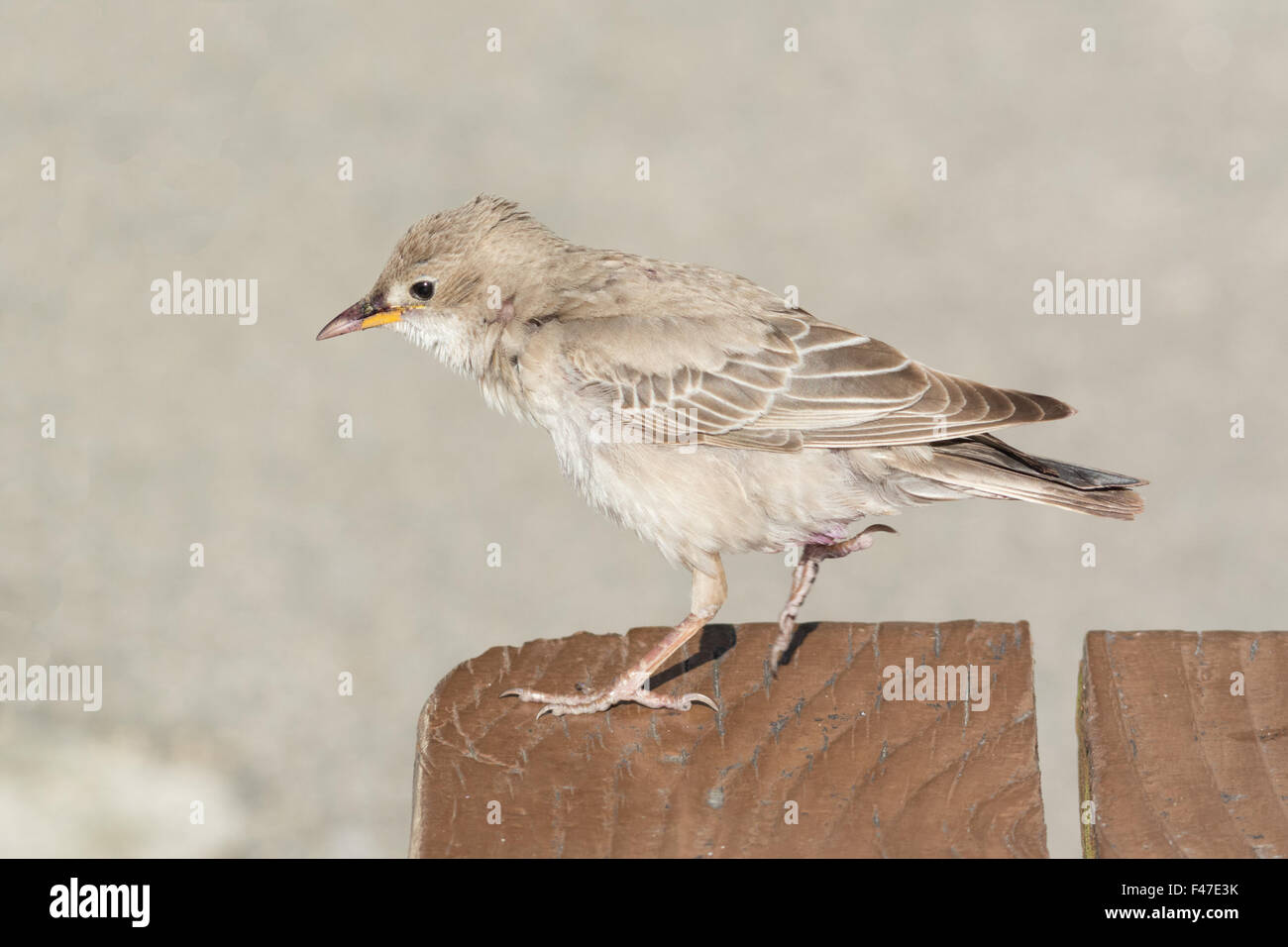 Lands End, Cornwall, UK. 15th October 2015. A rare rose coloured starling ( Pastor roseus ) has setup home amongst the group of common starlings at Lands End visitor centre in Cornwall, giving twitchers a great opportunity to take some close up photographs of this young bird. There were also reports today of a Dusky Warbler in the area in the early morning, October regularly produces  rare bird sightings in the area, with bird watchers  from around the UK and europe coming to Cornwall and the Isles of Scilly. Stock Photo