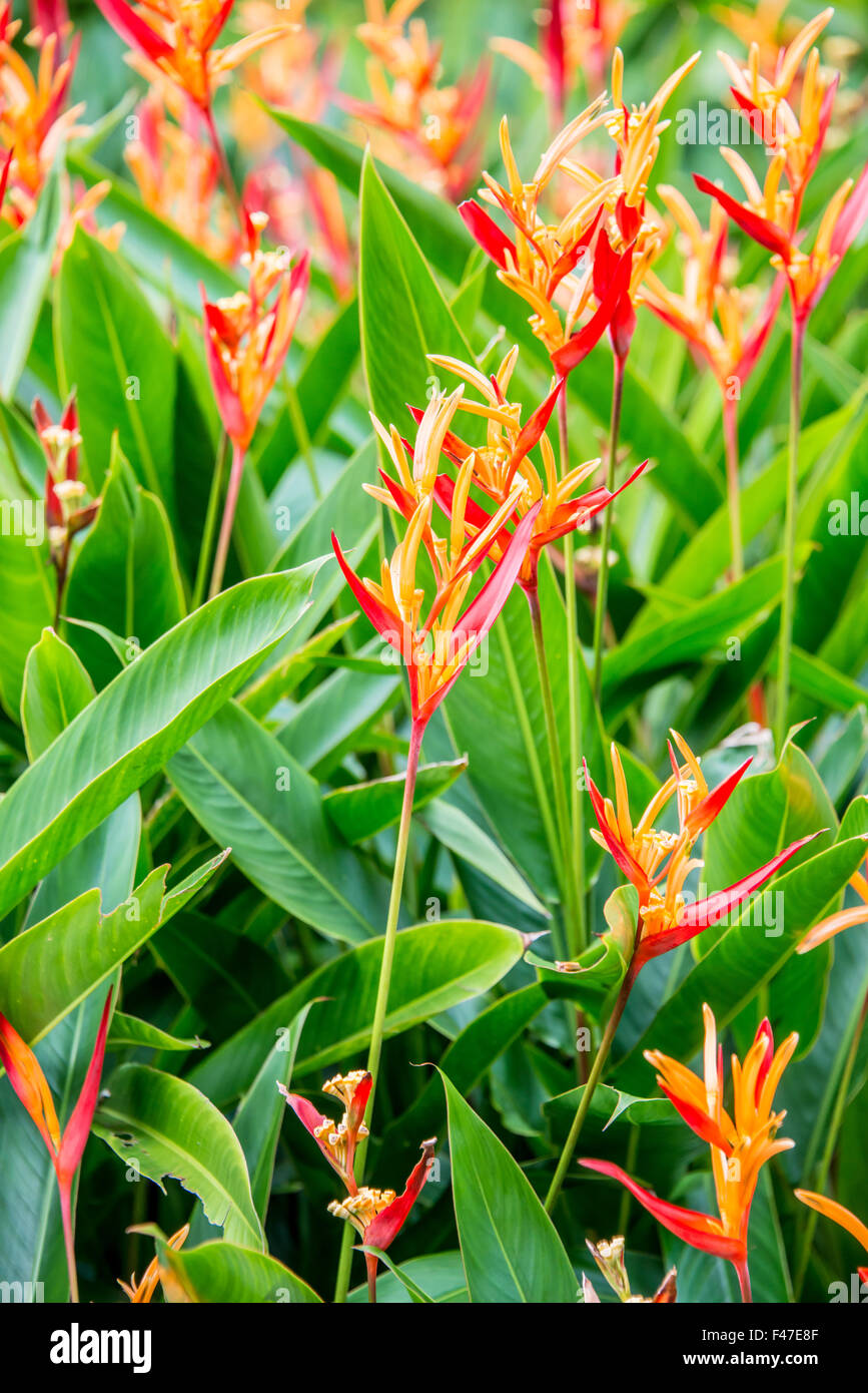 Heliconia flowers in the garden Stock Photo Alamy