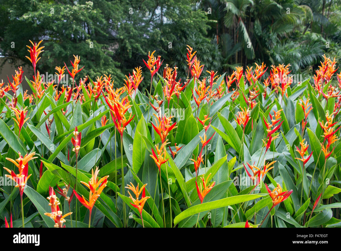 Heliconia flowers in the garden Stock Photo Alamy