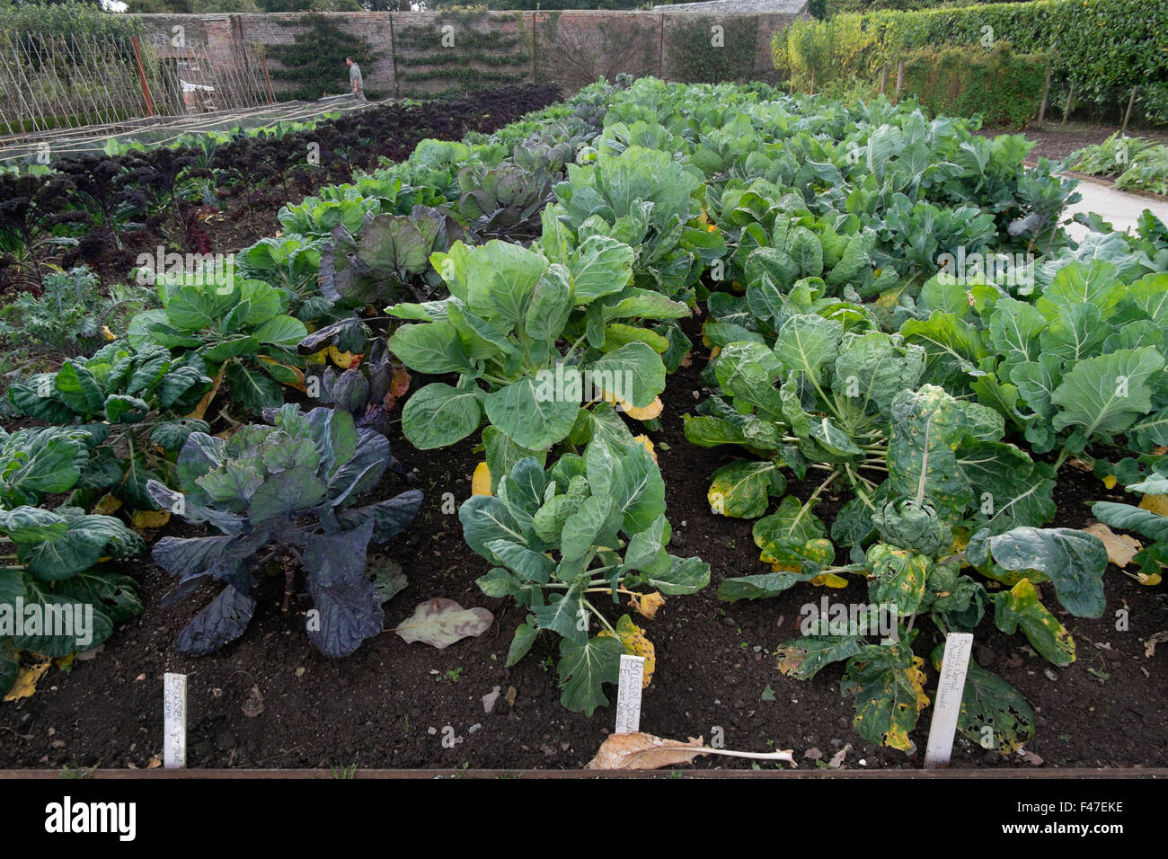 Brussel sprouts and brassicas growing in the vegetable garden at The