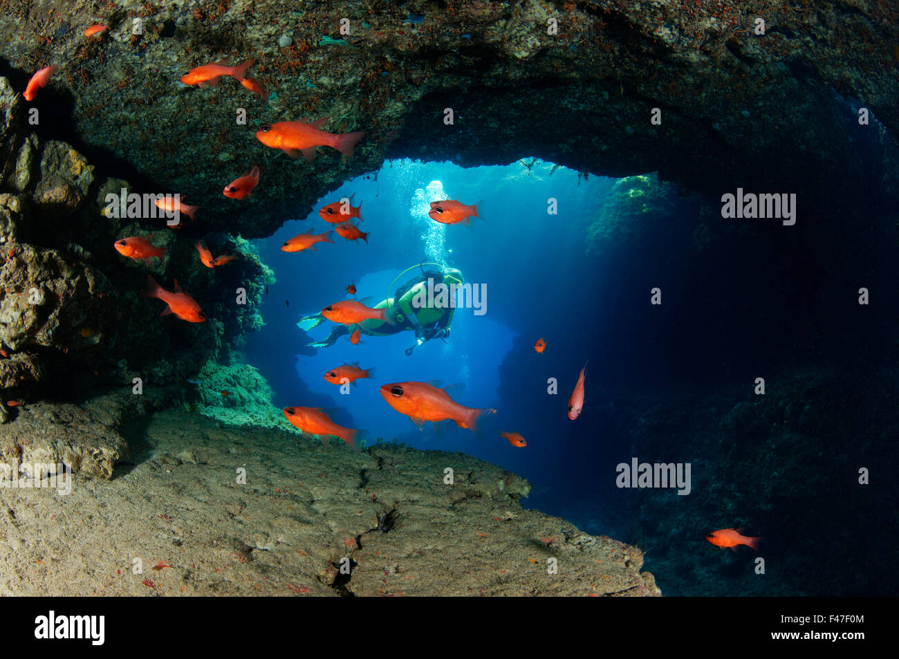 Apogon imberbis, Santa Marija Caves and scuba diver, Comino Caves near Blue Lagoon, Gozo, Malta, Europe, Mediterranean Sea Stock Photo