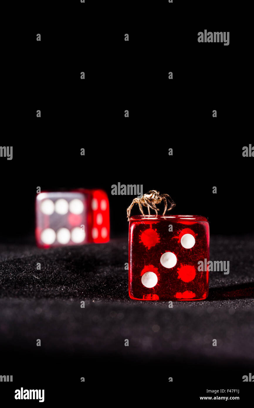 Spider and game cubes on a dark background Stock Photo