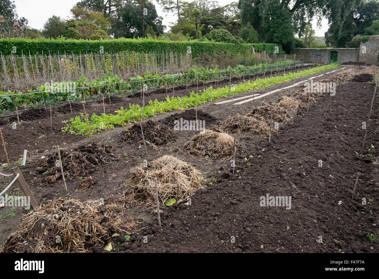 Rows of manure and compost in the vegetable garden at The Lost Gardens