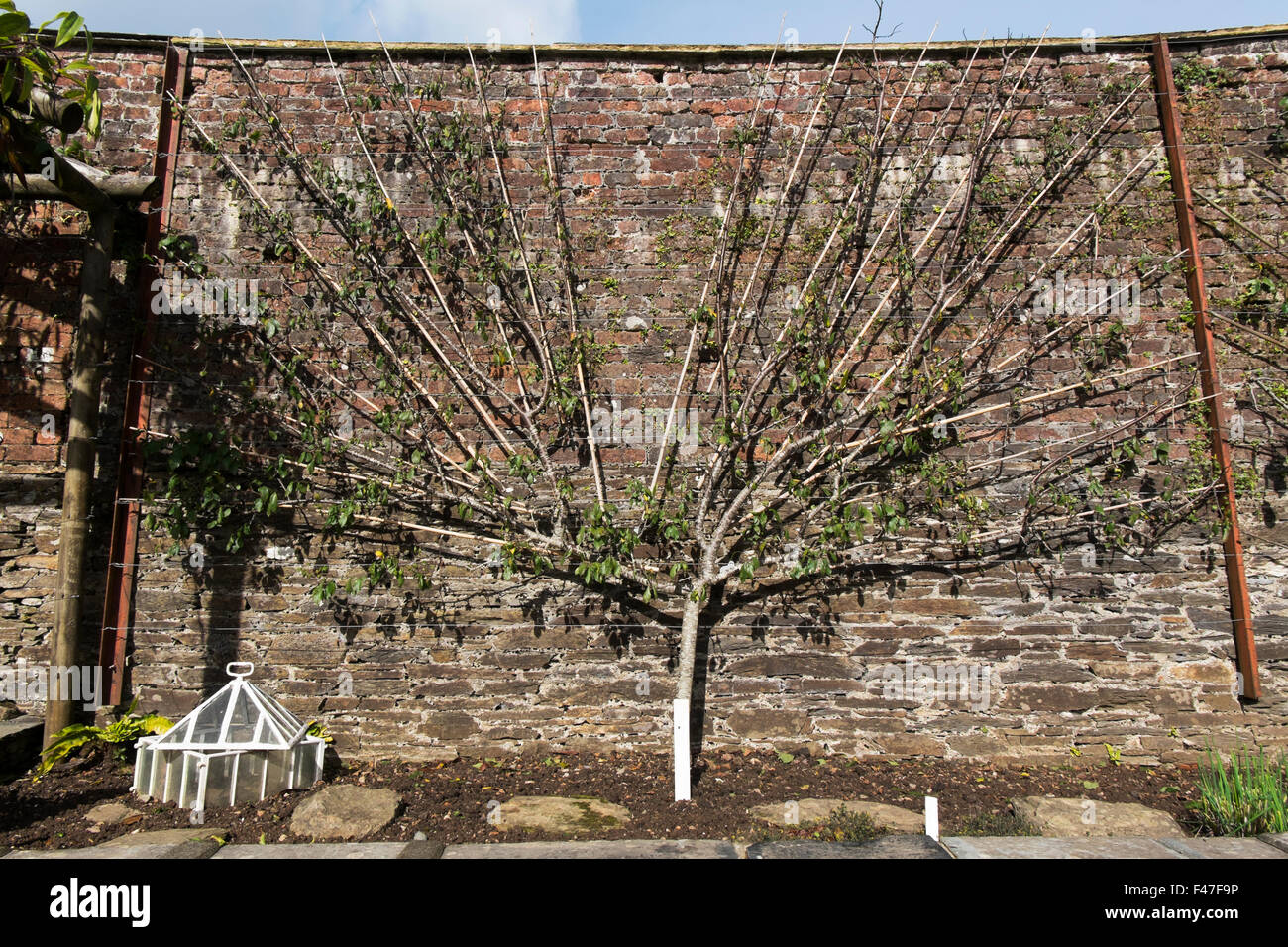 Victoria Plum tree espaliered against the Melon Yard wall at The Lost Gardens of Heligan, Cornwall, UK Stock Photo