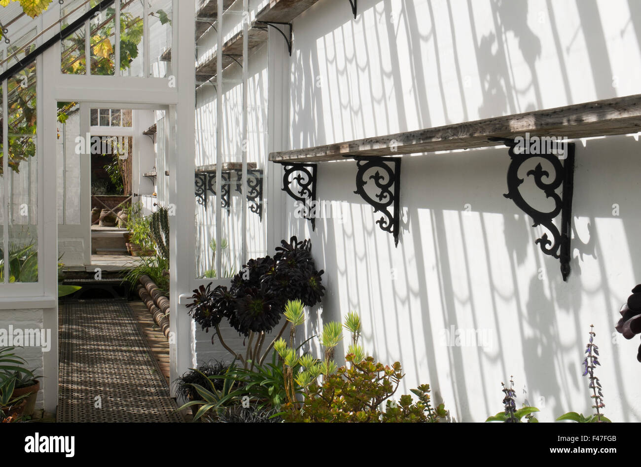 Tropical plants growing in the Vinery at The Lost Gardens of Heligan