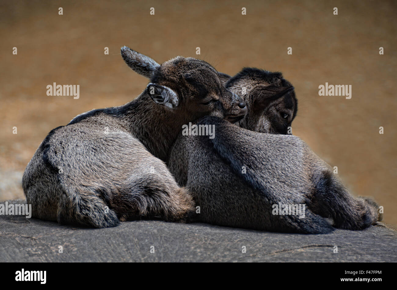 sleeping goatlings Stock Photo