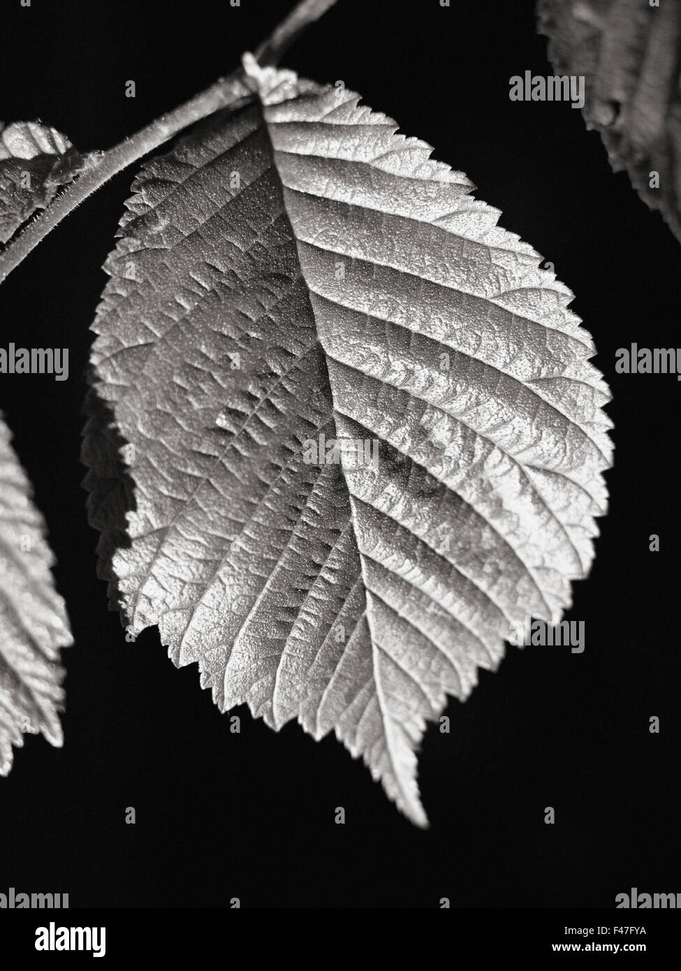 Black and white leaf hi-res stock photography and images - Alamy