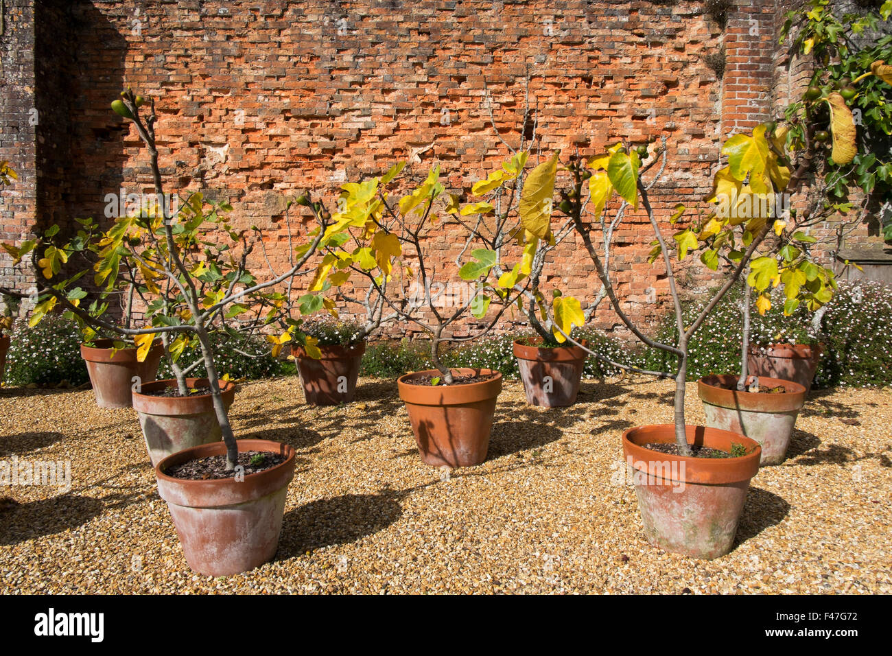 Fig trees growing in terracotta pots in the Flower Garden at The Lost Gardens of Heligan