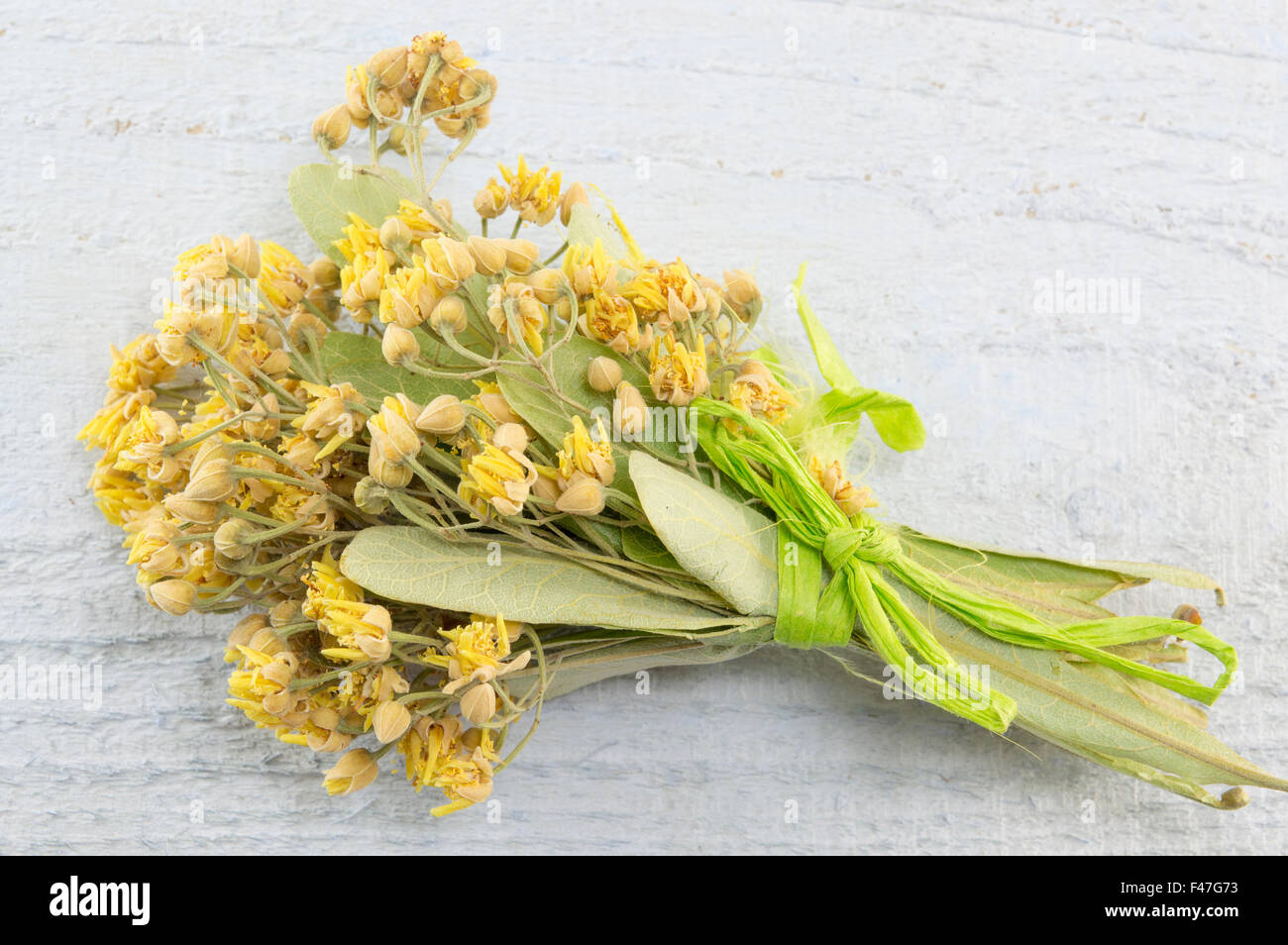 Fresh linden bouquet on white wooden table Stock Photo