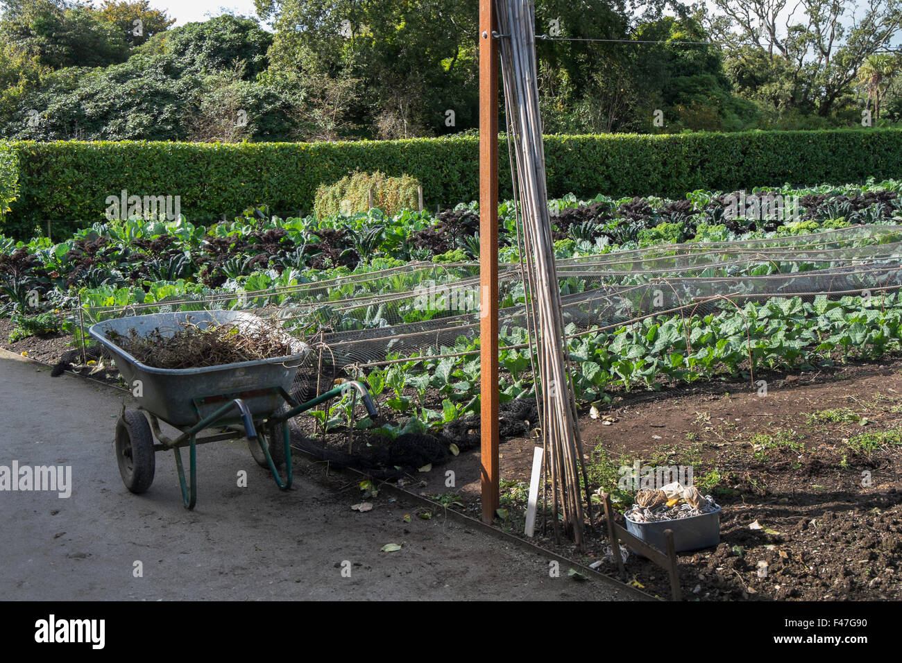 A wheelbarrow and canes ready for the gardener in the Vegetable Garden