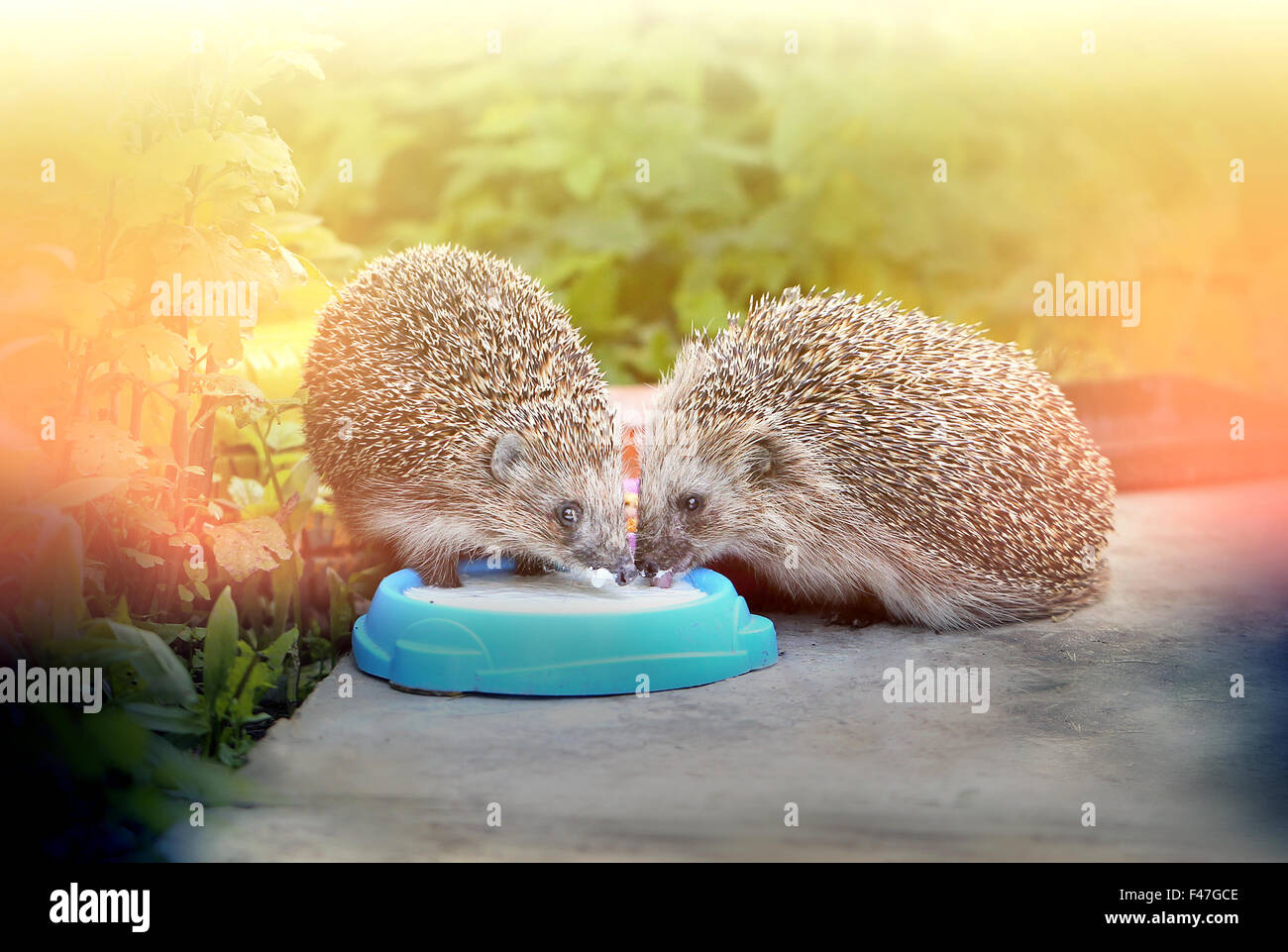 bright picture of funny hedgehogs drinking milk Stock Photo Alamy