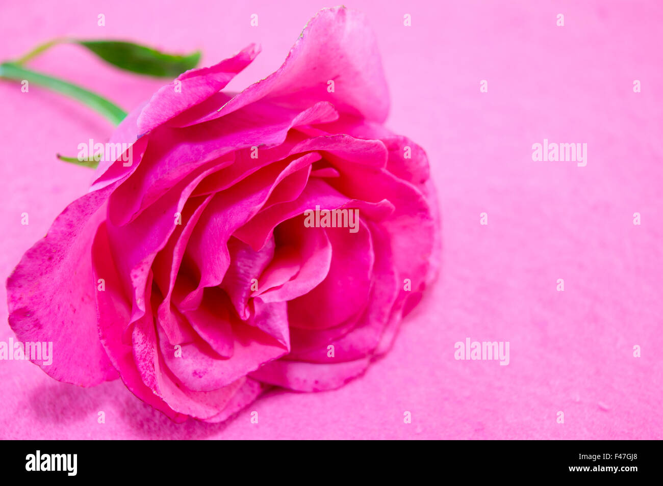 Romantic pink rose on matching pink backgound Stock Photo