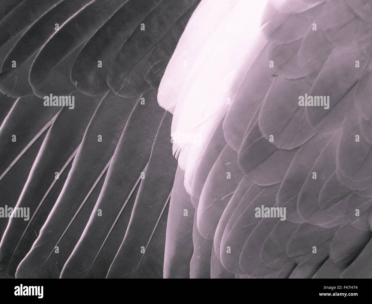 Close up of pigeon wing Stock Photo