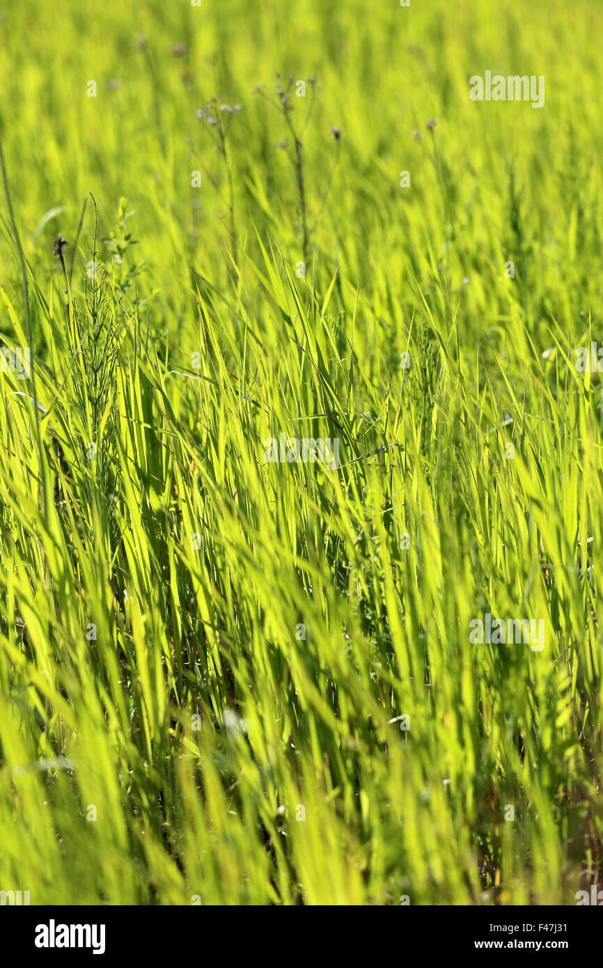 Beautiful green grass lawn photographed close up Stock Photo
