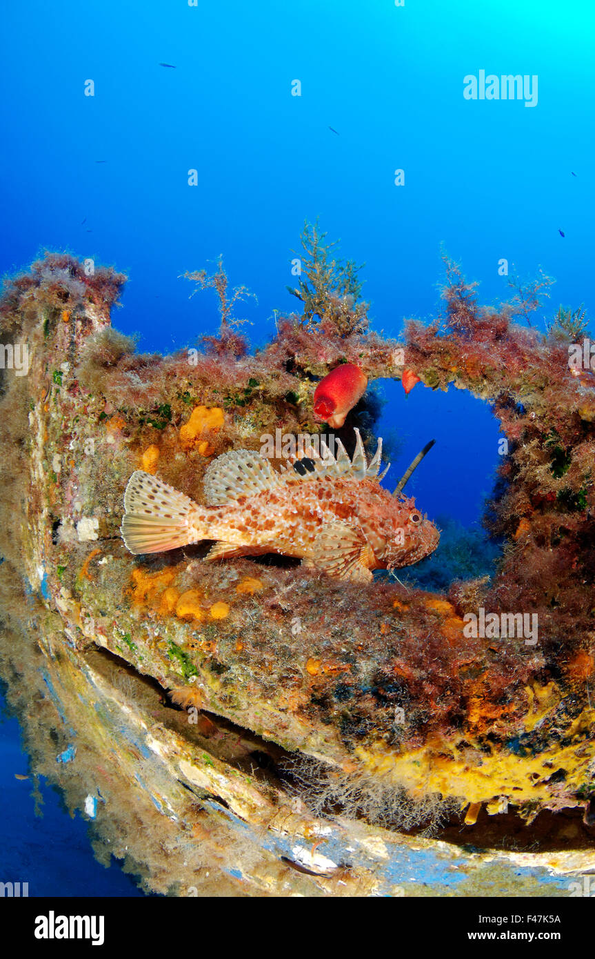 Scorpaena scrofa, Bigscale Red Scorpionfish on Shipwreck MV Cominoland ...