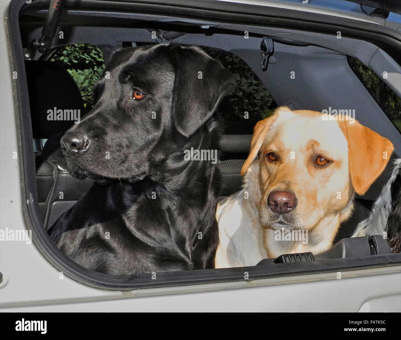 Two labrador dogs yellow and black in boot of car alert guarding Stock Photo