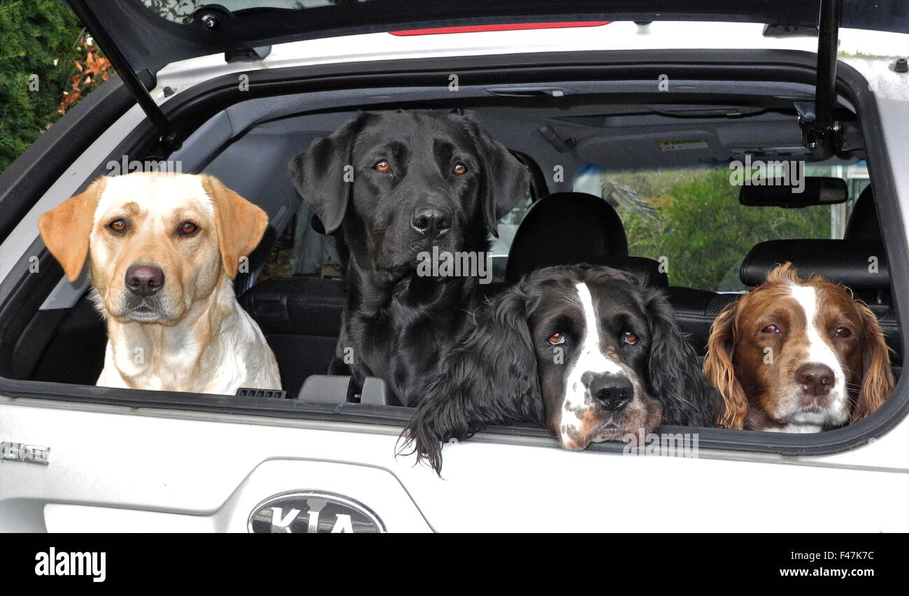 dog in boot of car