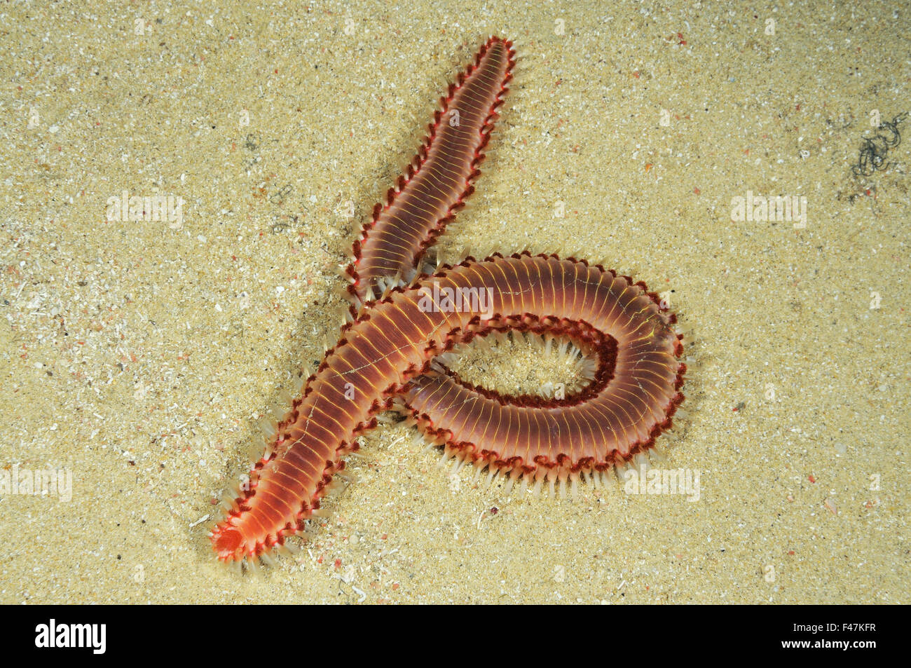 Hermodice carunculata, Bearded or Marine Bristleworm, Xwejni-Bay, Gozo, Malta, South Europe, Mediterranean Sea Stock Photo