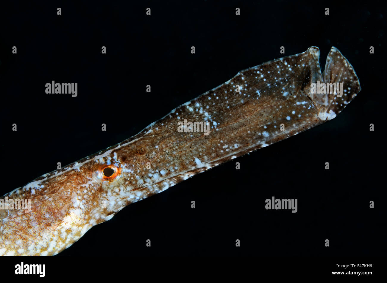 Syngnathus typle, Greater pipefish, Xwejni-Bay, Gozo, Malta, South Europe, Mediterranean Sea Stock Photo