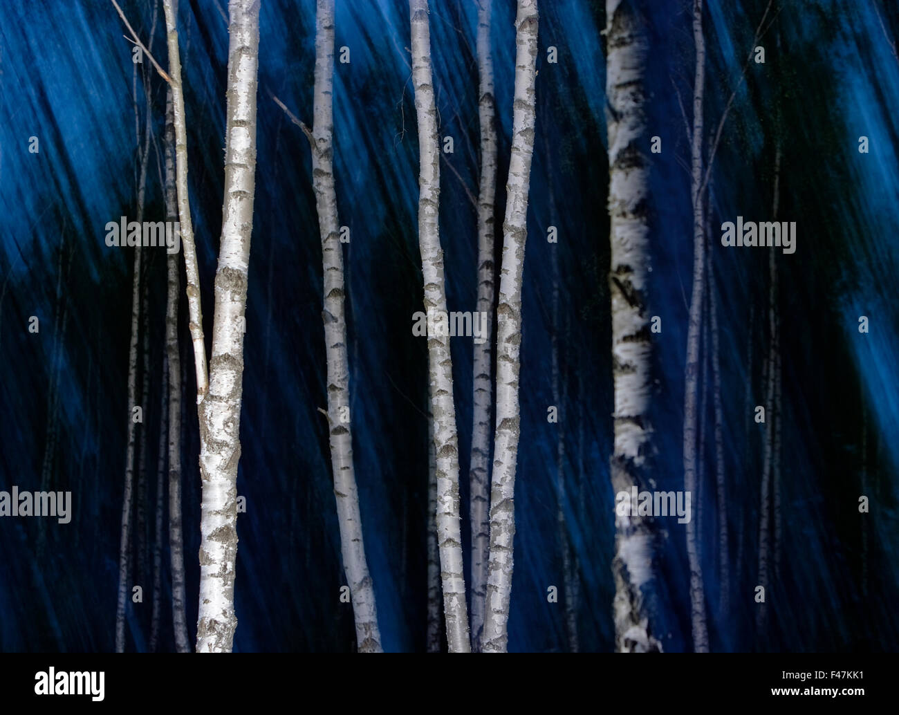 Birch Forest Night High Resolution Stock Photography and Images Alamy