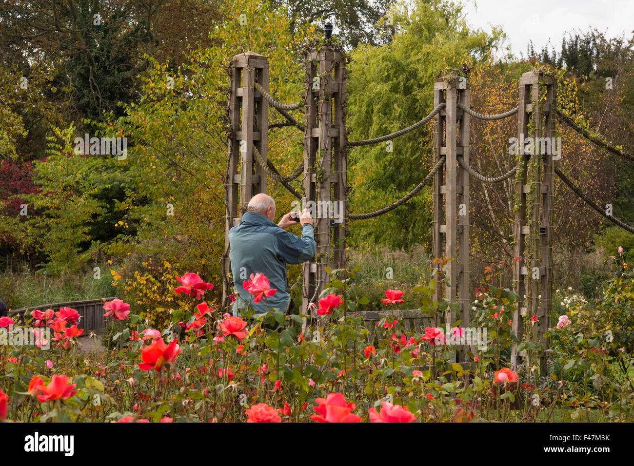 UK weather, London, 15th October 2015. A man photographs the scene as Regent's Park shows signs of autumn colour. The sun only made brief appearances but is forecast to shine in London again tomorrow. Credit:  Patricia Phillips/Alamy Live News Stock Photo